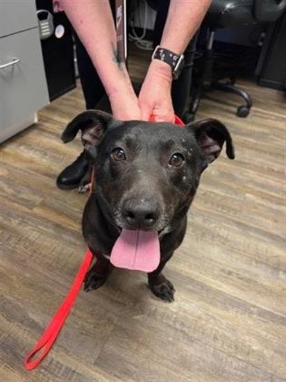 Pet Corner -- Adopted Sadie.jpg